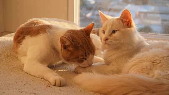 非常隐晦的表白诗句文案