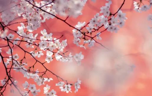 10个字美到心痛的句子文案