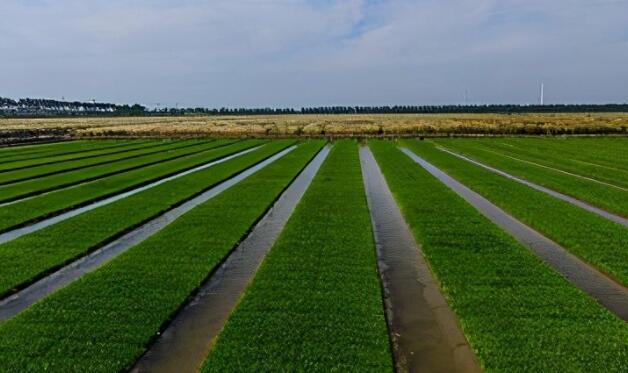 描写春天田间劳作的诗句文案