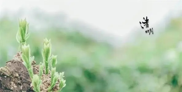 清明节的悲伤文案