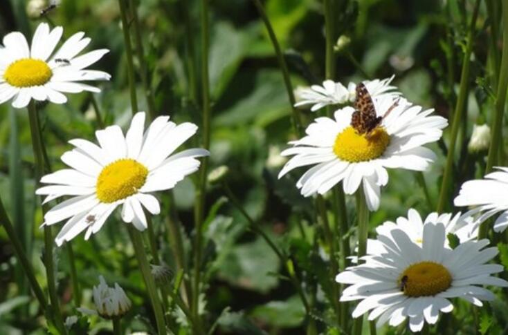 变得越来越成熟的句子文案