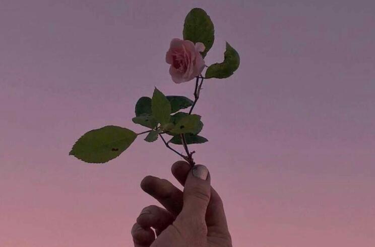 关于花的文艺短句