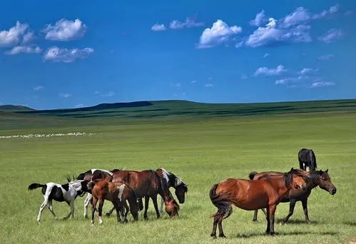 关于喜欢马的说说文案