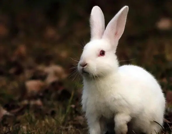 兔子外貌描写
