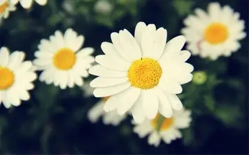 秒赞朋友圈语录文案