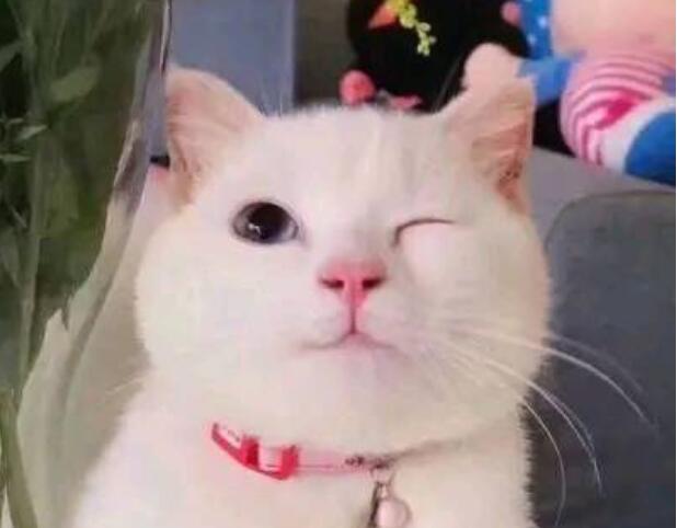 抖音句子文案特别皮