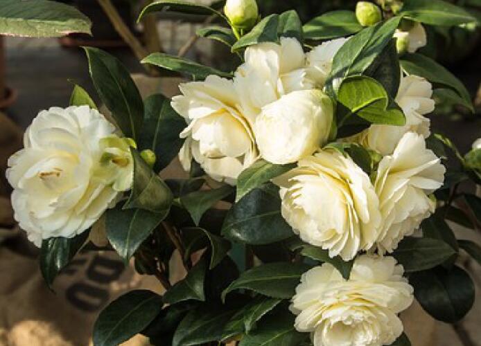 收获的心情说说文案