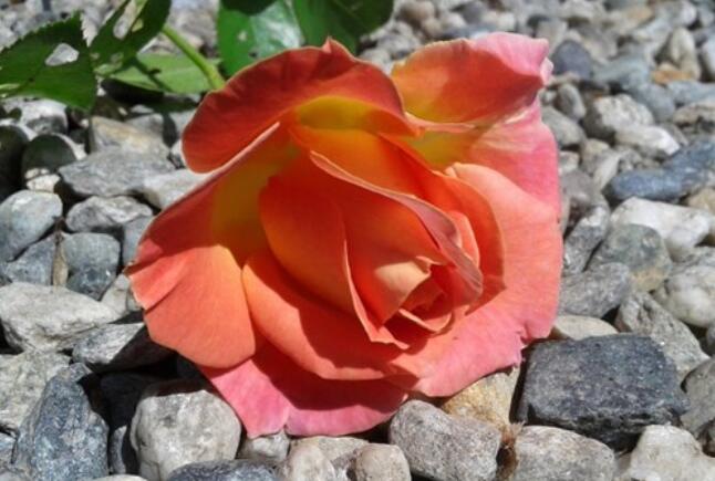 励志奋斗正能量的句子文案