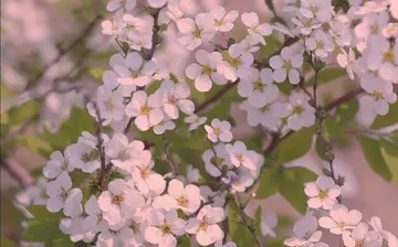 用在作文开头的惊艳的句子文案