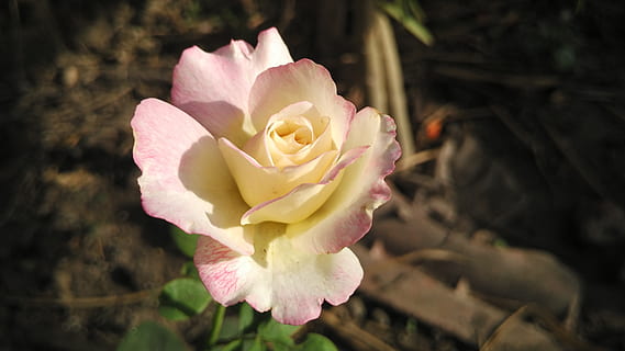 告白表白情话文案大全100字