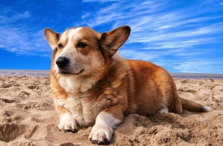 晒狗狗的说说文案短句