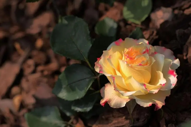 月季花诗句文案最出名诗句文案