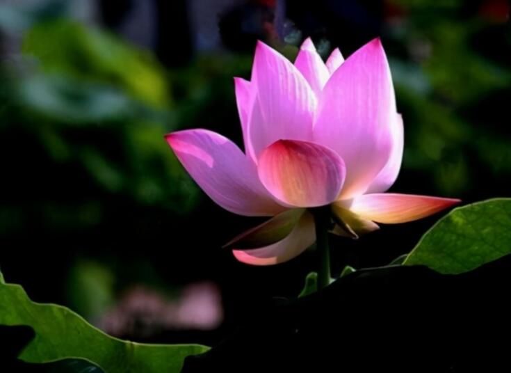 感悟生活的唯美句子文案