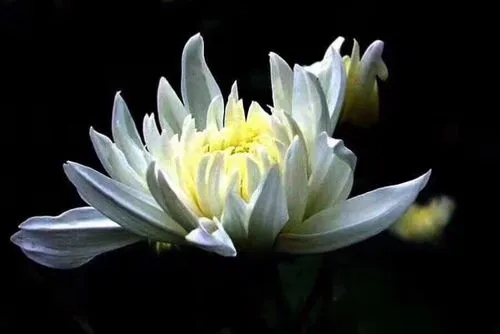 哀悼亲人去世的句子文案