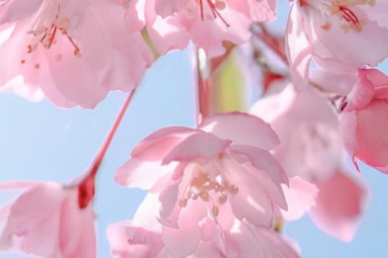 超级仙气小仙女的句子文案