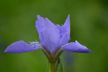 关于马兰花的诗句文案古诗