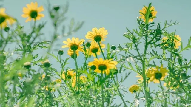 精辟逗比的句子文案八个字