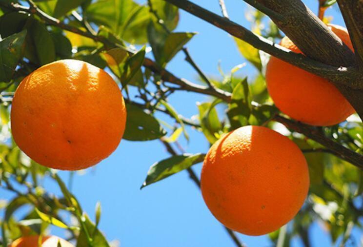 关于橙子的诗句文案