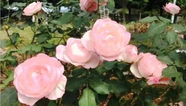 销售感悟正能量语录文案