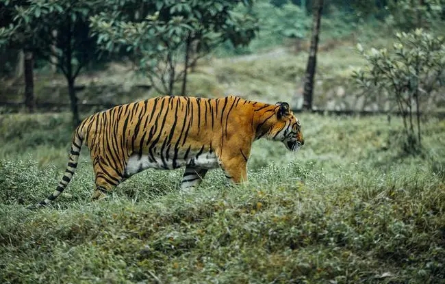 保护野生动物标语