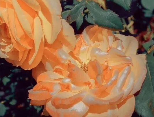 有内涵的八个字的句子文案