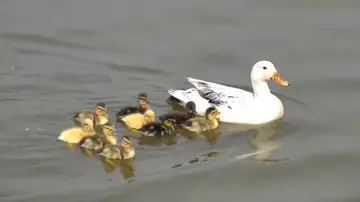水中玩耍的优美句子文案