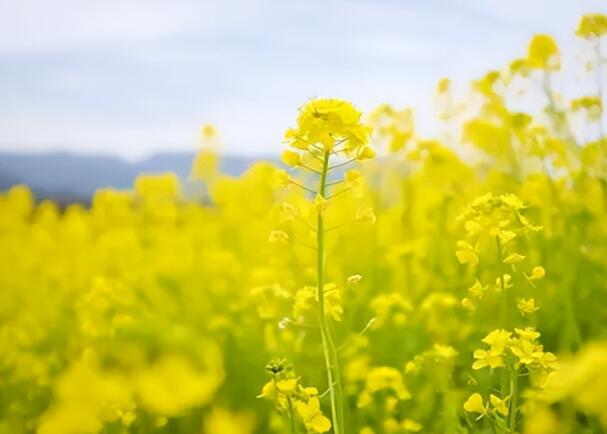 置身花海的优美句子文案