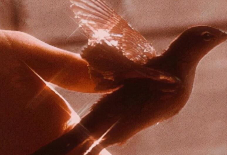 有气质女人晚安说说文案