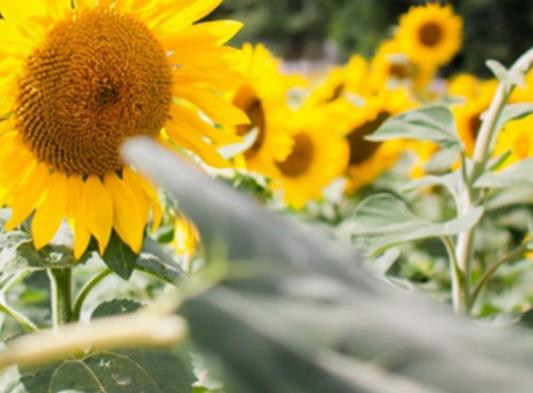 读书笔记摘抄好段大全