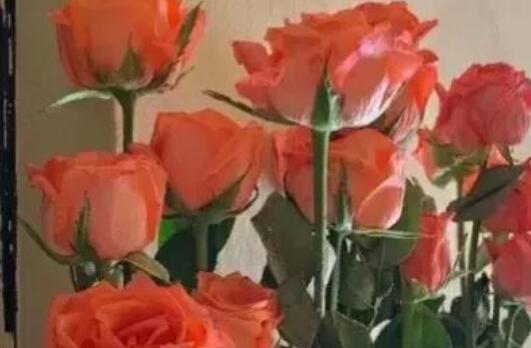 最开心的句子文案说说