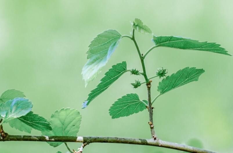 温柔安静的唯美句子文案