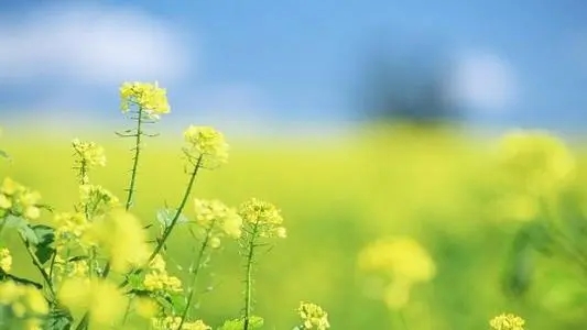 祝福一切顺利的话简短