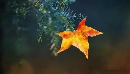 听风的诗句文案