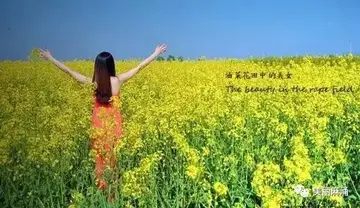 赏油菜花的心情短句
