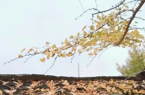 形容秋风的唯美句子文案