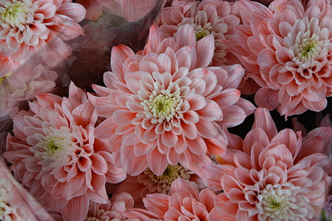 想念一个人早上好的祝福语