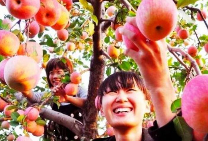 到果园摘果的心情句子文案