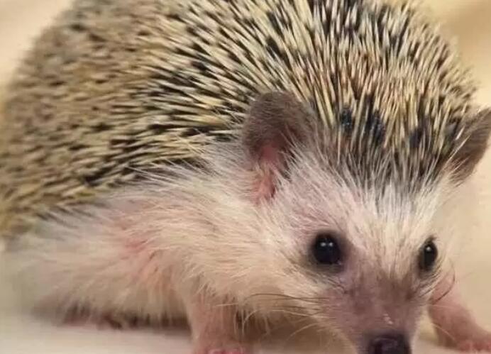 刺猬唯美句子文案