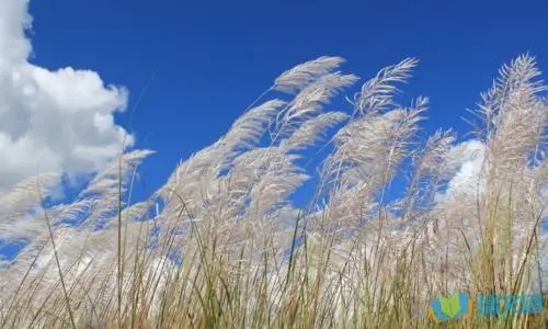 四季流转的唯美诗句文案