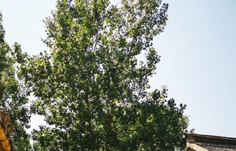 关于骨气的名言