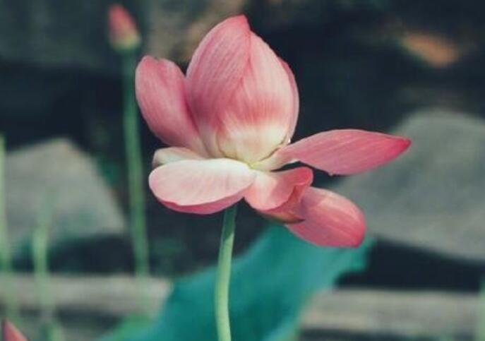 佛经中归于尘土的句子文案