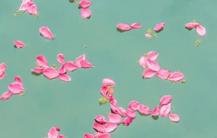 花开花落经典句子文案