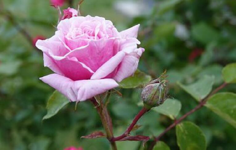 关于生命的优美句子文案