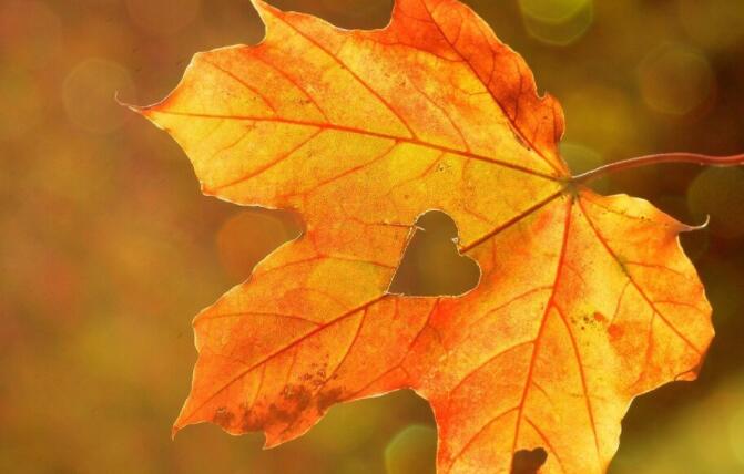 描写秋天的句子文案10字