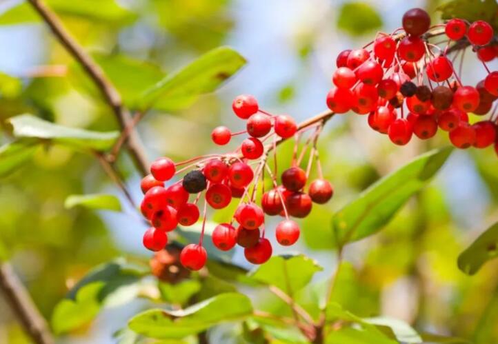 最美的爱情诗句文案