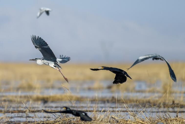 候鸟离别的唯美句子文案