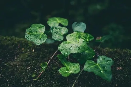 春雨的美句朋友圈