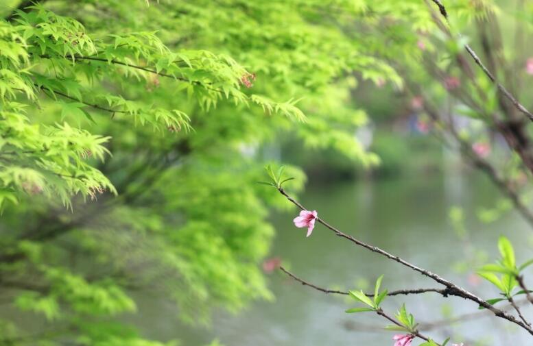 描写初夏的优美段落