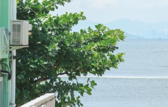 情人节表白语录文案