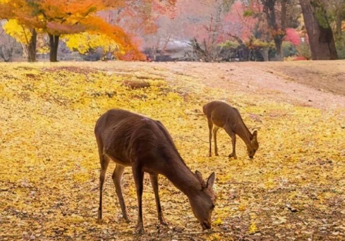 写秋天的一句话简短的